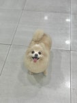 퓨어멍