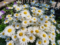 천리포전망좋은펜션