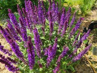 천리포전망좋은펜션