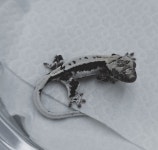 파충류샵폴리네시아게코 | 폴리네시아 게코 브리딩룸 본점