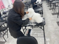 이바우펫애견미용학원 노원아카데미
