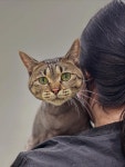 대구고양이미용 밀꼬냥