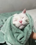 대구고양이미용 밀꼬냥