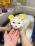 대구고양이미용 밀꼬냥