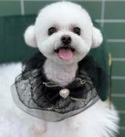 버블독스 포항오천점