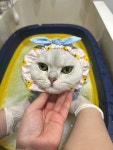 대구고양이미용 밀꼬냥