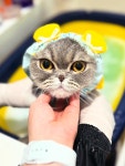 대구고양이미용 밀꼬냥