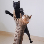 순종봄베이 뱅갈육종원 딥퓨어캐터리