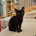 순종봄베이 뱅갈육종원 딥퓨어캐터리