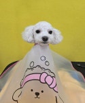 순지 애견미용샵