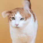 디어포우