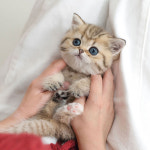 유앤미펫 고양이분양 강아지분양 인천본점