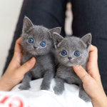 유앤미펫 고양이분양 강아지분양 인천본점