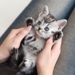 유앤미펫 고양이분양 강아지분양 인천본점