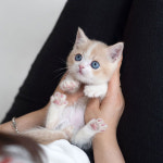 유앤미펫 인천본점