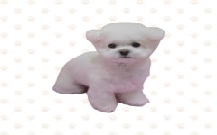 반려담애견유치원