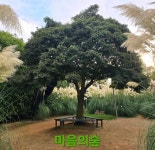 마음의숲 타로 사주 심리 코칭 센터