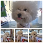 콩쥐애견아카데미