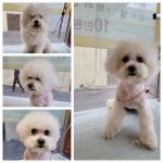 콩쥐애견애묘아카데미