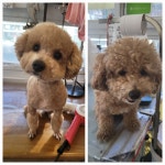 콩쥐애견애묘아카데미