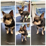 콩쥐애견아카데미