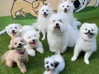 반려담애견유치원