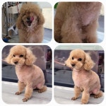 콩쥐애견아카데미