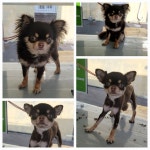 콩쥐애견아카데미