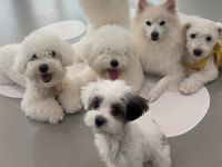 반려담애견유치원