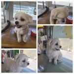 콩쥐애견아카데미