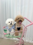 댕댕부엌