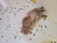 심쿵하냥 고양이미용&호텔