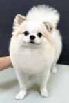 멍글하우스