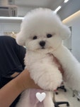 디어룸