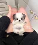 디어룸