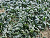 시하농장 해남꿀고구마 시금치 친환경재배