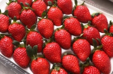 페이머스파머스