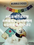 버블독스 김포공항점