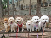 마인드몽 애견유치원/애견호텔/애견미용/데이케어