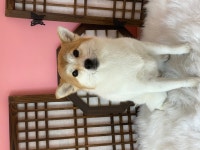 딩굴댕굴 애견미용 천안점