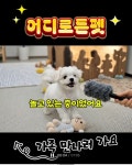 어디로든펫