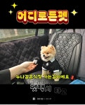 어디로든펫