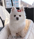 어디로든펫