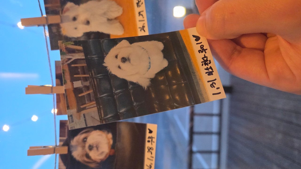 패티김 강릉