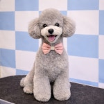 MBC아카데미애견미용학원 부천지점