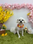 똥꾸댕댕
