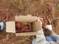 솔바우영농조합법인