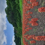 삼도유통영농조합법인