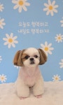 눈이부시개