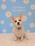 눈이부시개